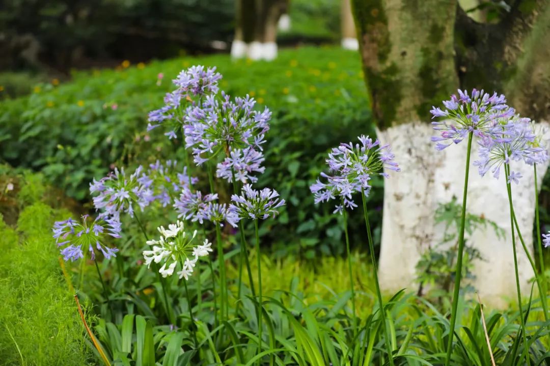 荷你有约周末去武隆逛荷花节可好,今夏荷你有约新余已开启赏荷模式
