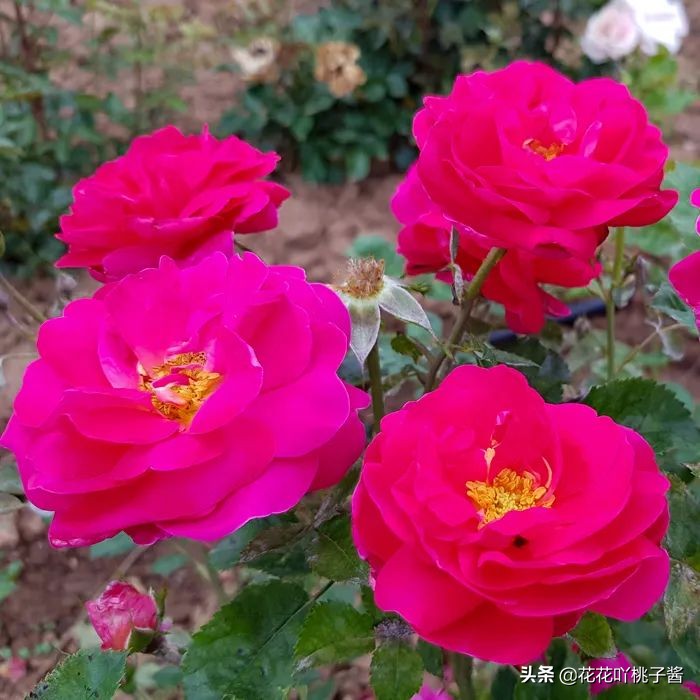 2019月季新品种金奖,超新品月季有哪些品种