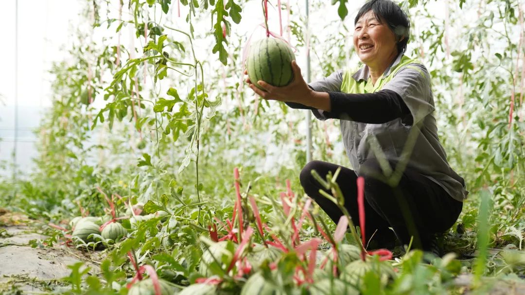 东平县旧县乡：巧打时间差玛丽西瓜抢“鲜”上市