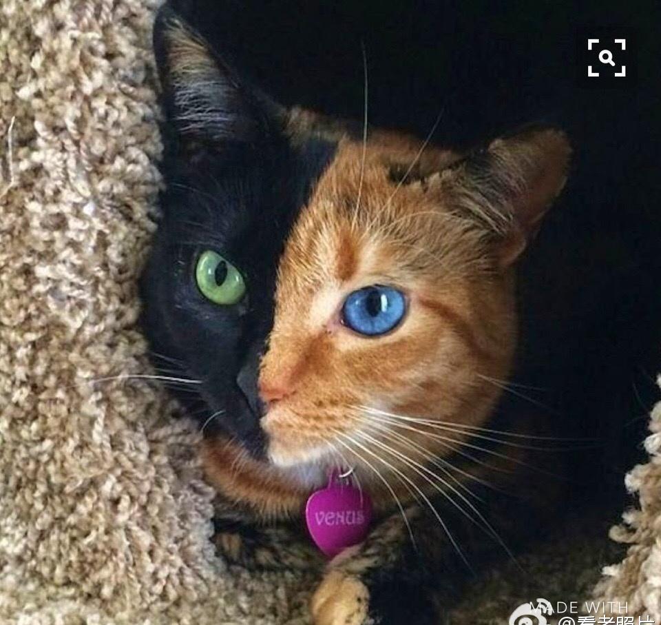 纳粹德国屠杀犹太女人,变态纳粹