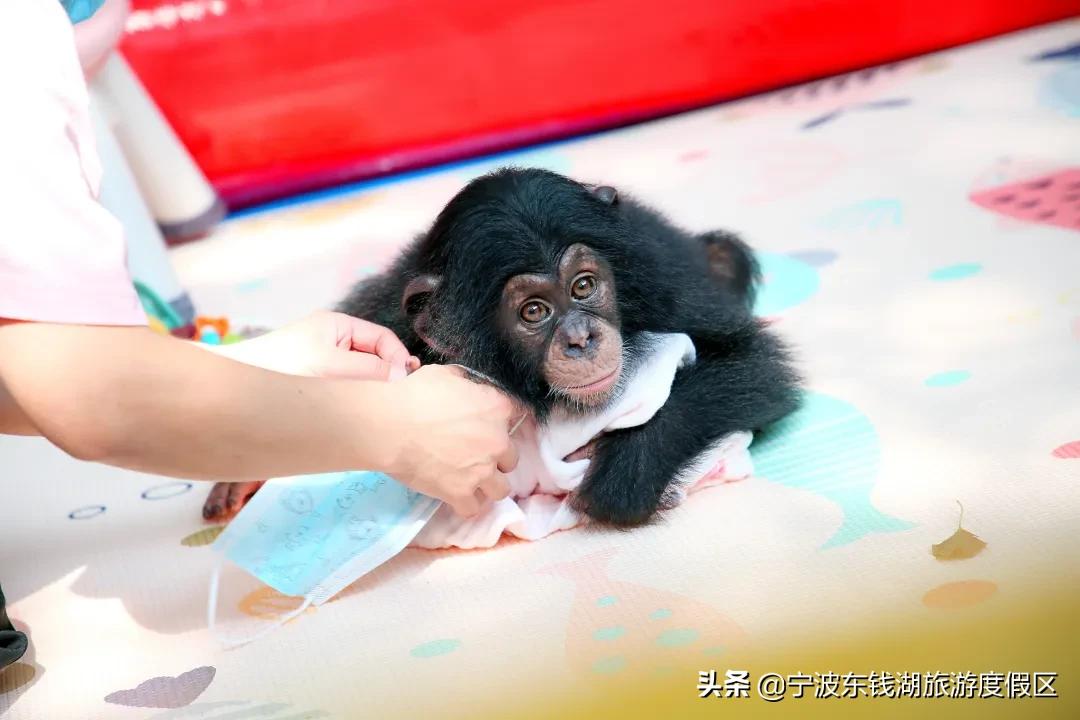 预订景区门票优惠活动,限时福利门票加一元畅游一整年