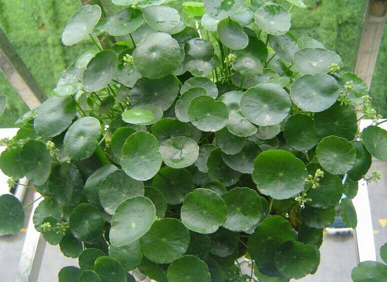 镜面草怎么养最好,镜面草小知识