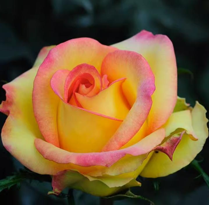 这四种月季颜值高刺又少新手必入,推荐8款高颜值月季