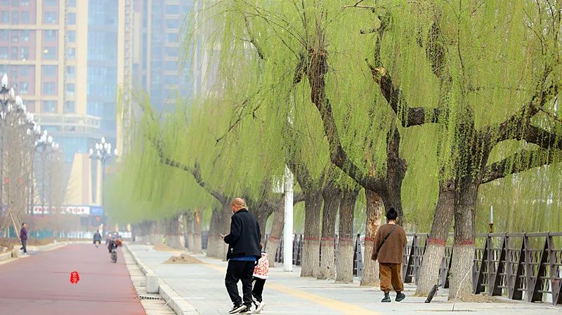 淮阳龙湖赏荷花,淮阳龙湖垂柳