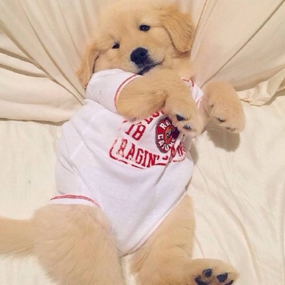 哪种狗狗最温顺最聪明好养不掉毛,好养的7种狗狗颜值高性格好