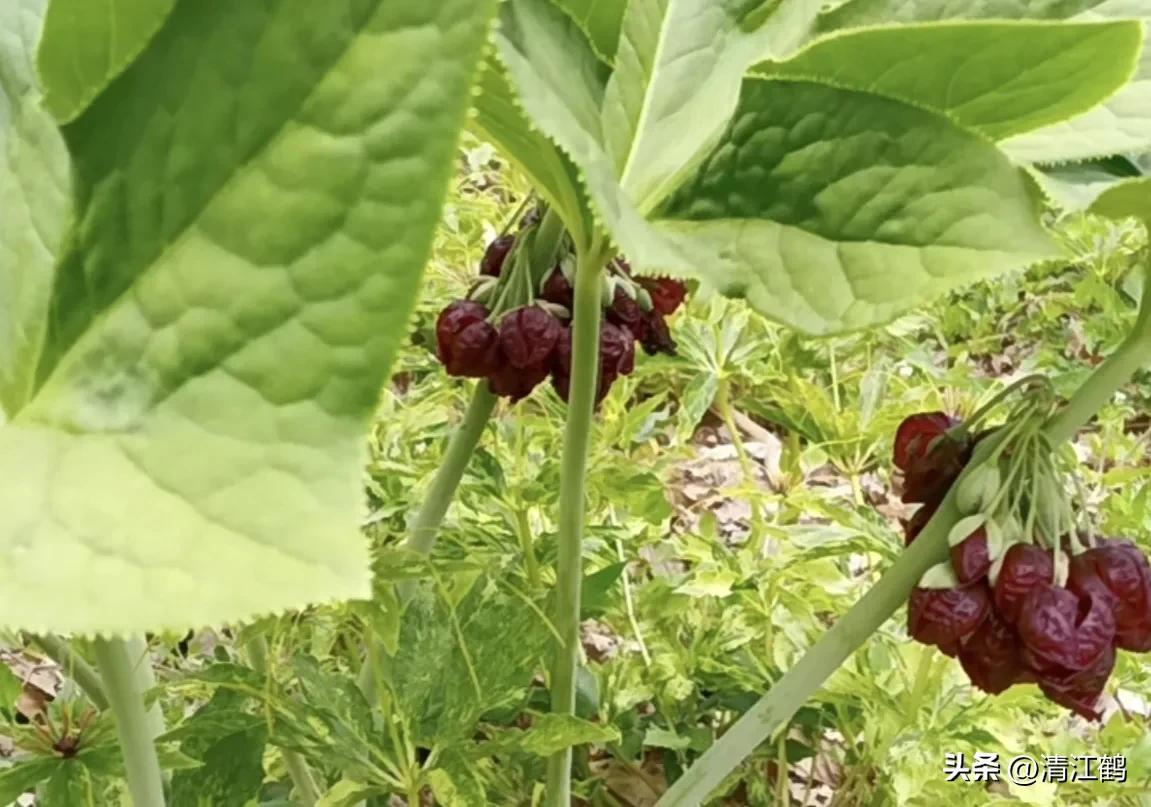 人称“江边一碗水”，荒野3月开紫花，细读栽培“5措施”秒懂种植