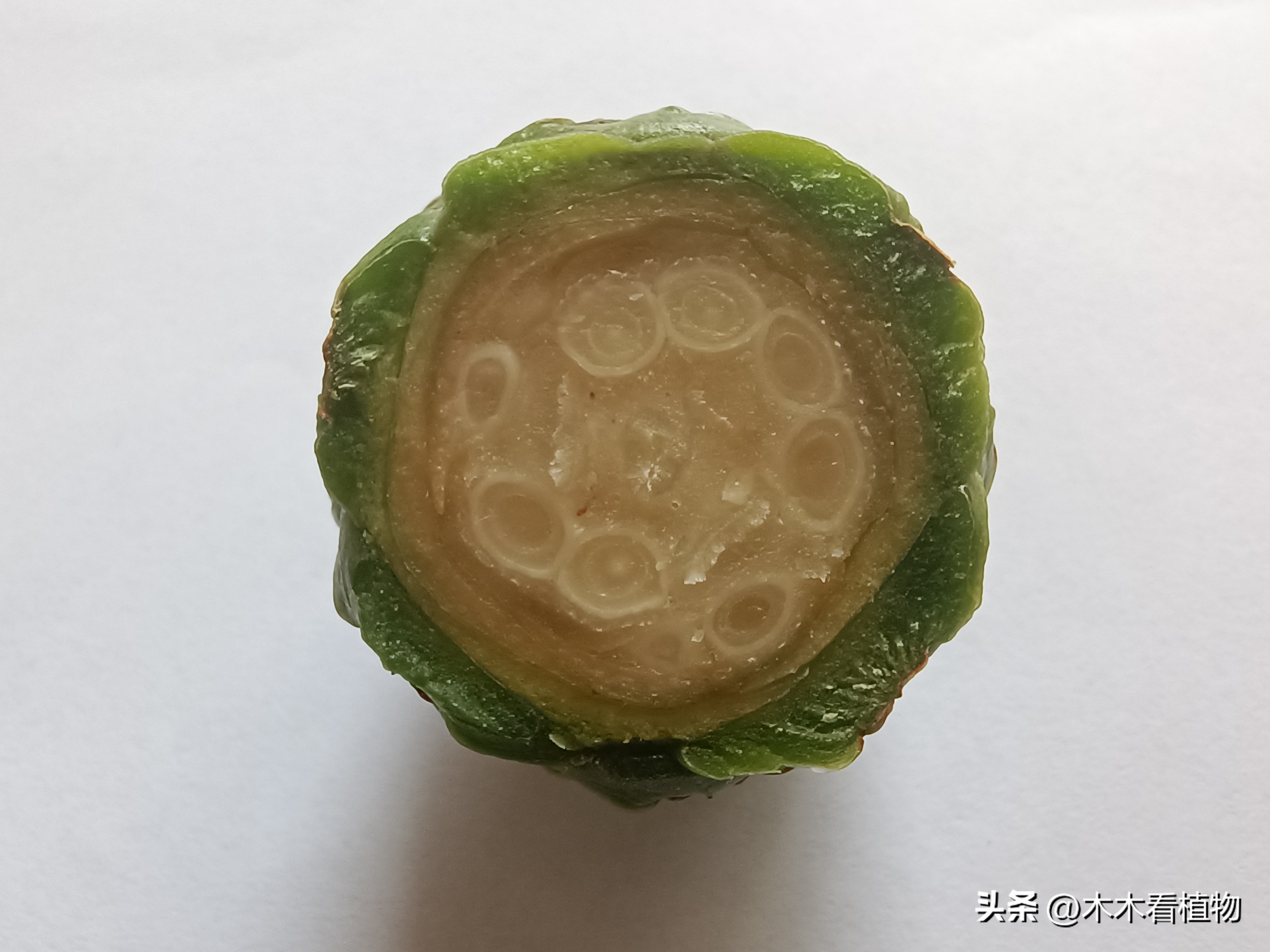 一颗迷人的松果,美丽松果