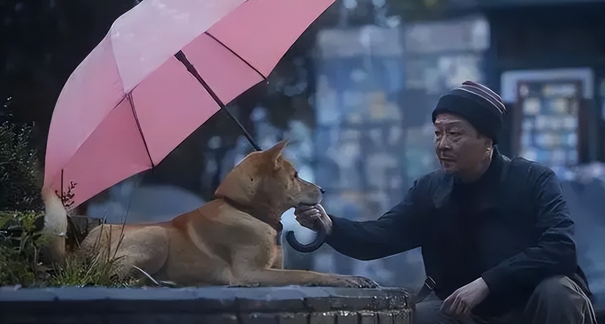 泪目瞬间的感人电影忠犬八公解说,忠犬八公看哭了