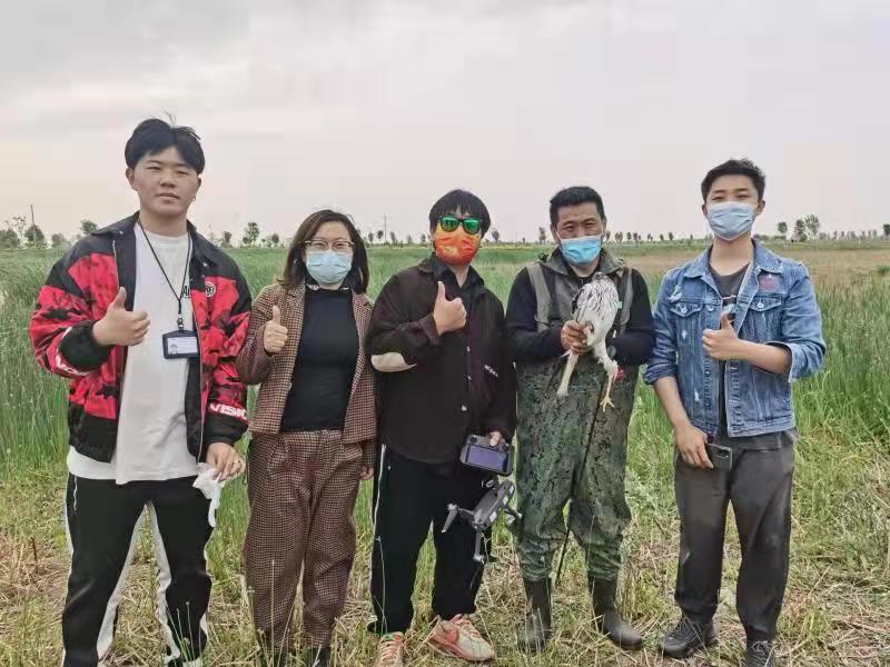 白腹鹞中箭受伤无人机救助显身手,石家庄救助白腹鹞