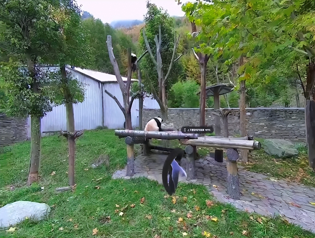 大熊猫保护研究中心最新视频,大熊猫保护研究中心直播