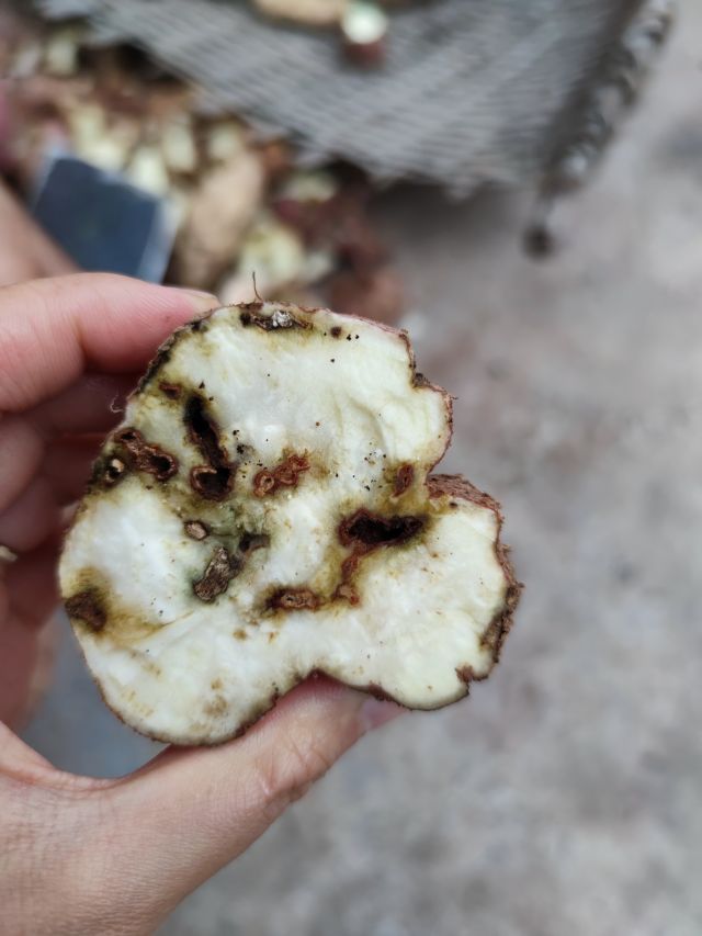 红薯病虫害土法治理,红薯早期病虫害
