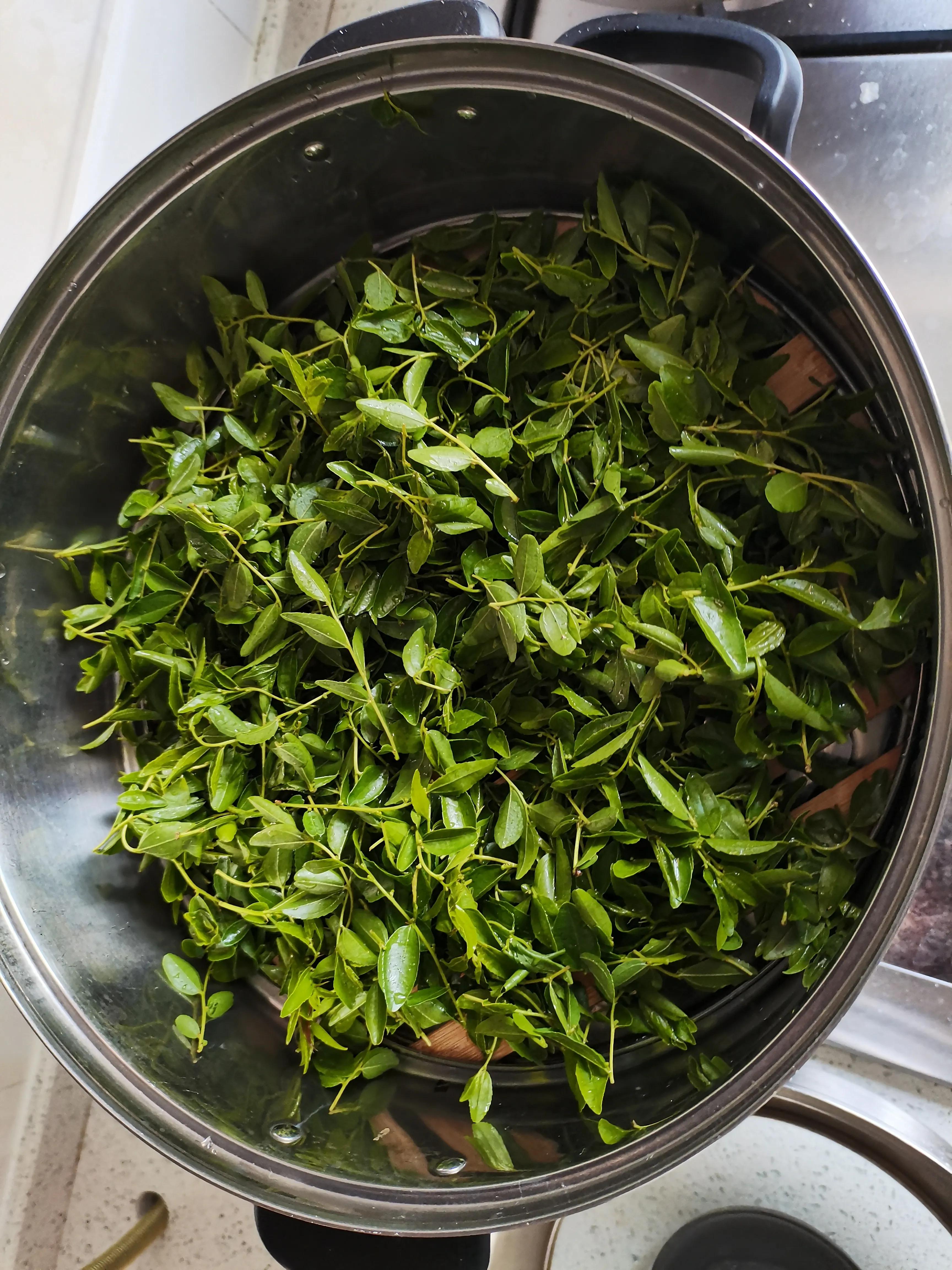 酸枣叶制茶做法,山上的野生酸枣叶可以采摘做茶吗