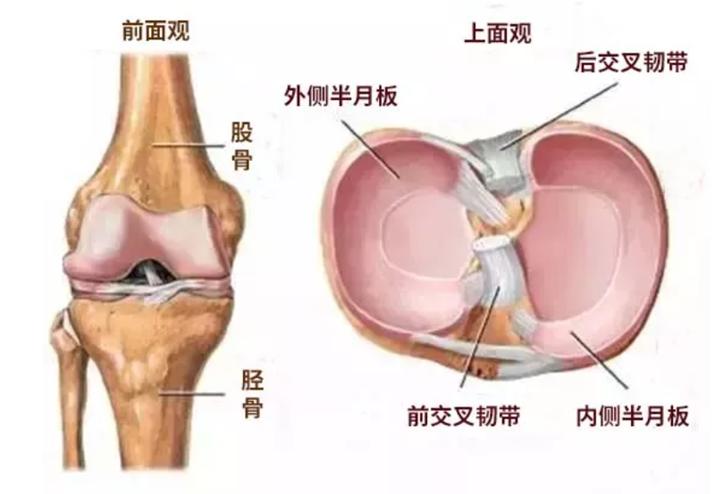 到底什么是半月板损伤？如何改善和预防？这些知识点你要知道