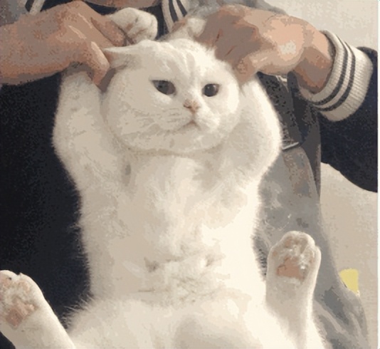 猫咪在家怎么监测血糖,猫咪体温居家怎么测量