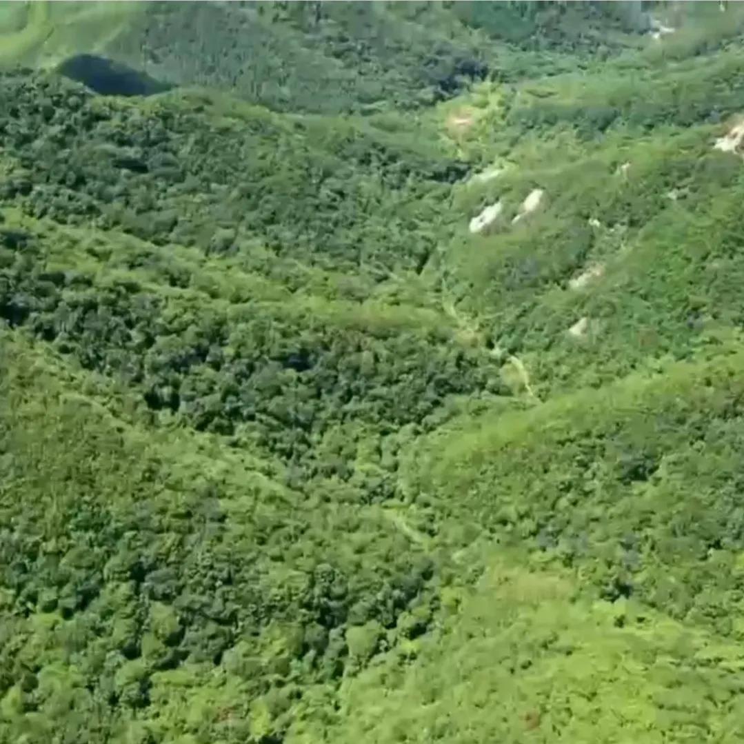 辽宁男子承包5800亩山林,靠种植林下参,如今一年收入上千万