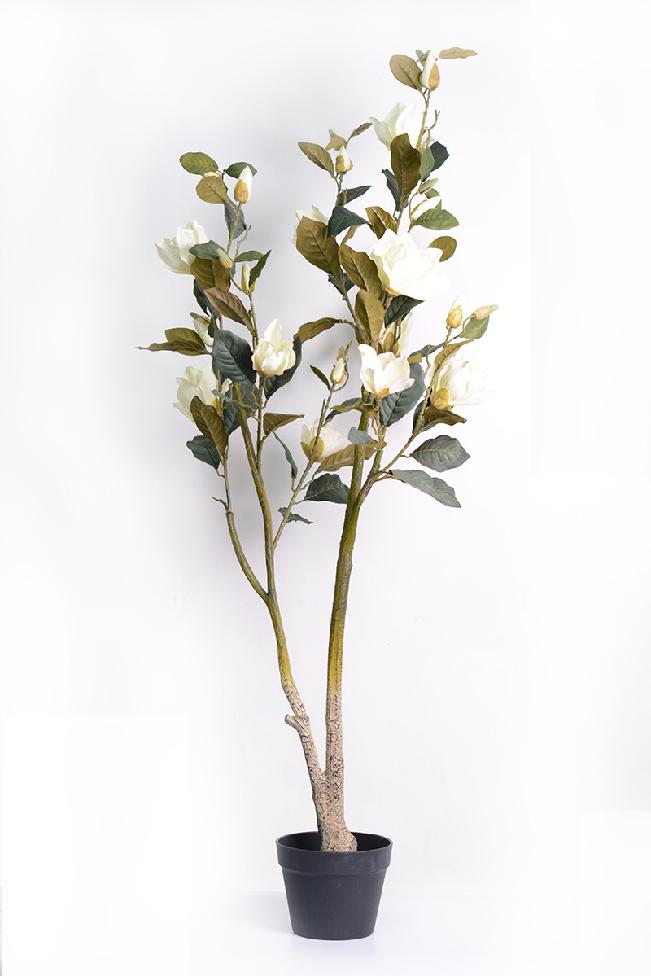 玉兰花的寓意和象征风水禁忌,玉兰花的寓意和象征意义