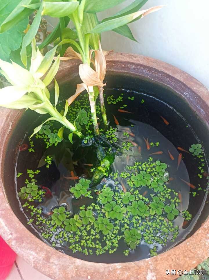 鱼缸水黄绿色但是很清澈,如何养金鱼让鱼缸水清澈