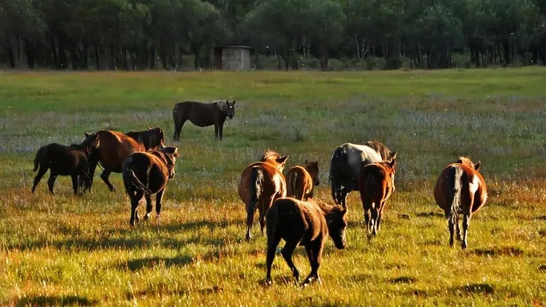 尼汝秘境,香格里拉尼汝村徒步环线图