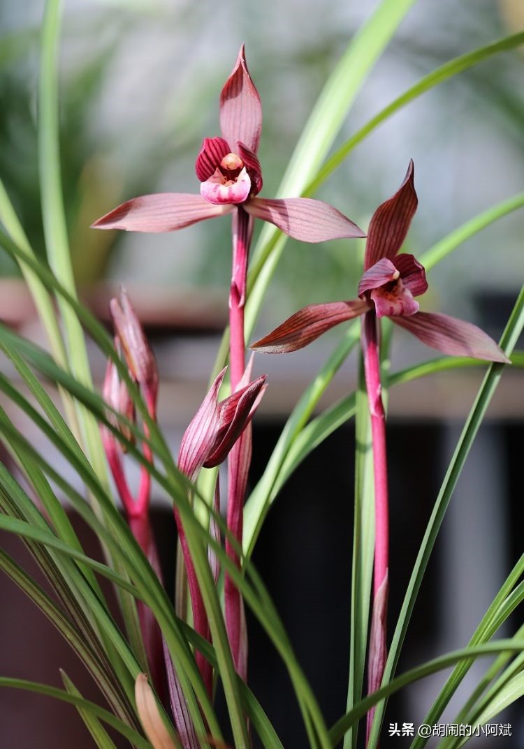兰花必养经典品种,隐藏的兰花