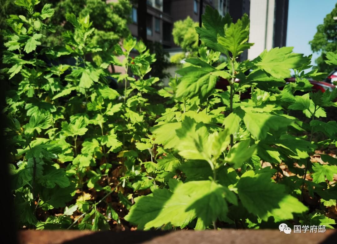 关于端午节艾草叶最经典的诗句,请找出几首端午节咏艾草诗