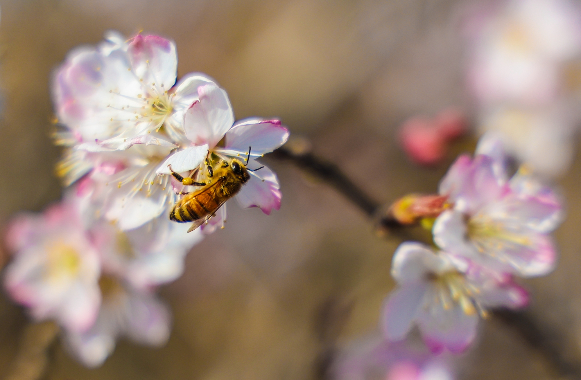“云”上摄影展丨《徐村*光春**美人勤春来早》