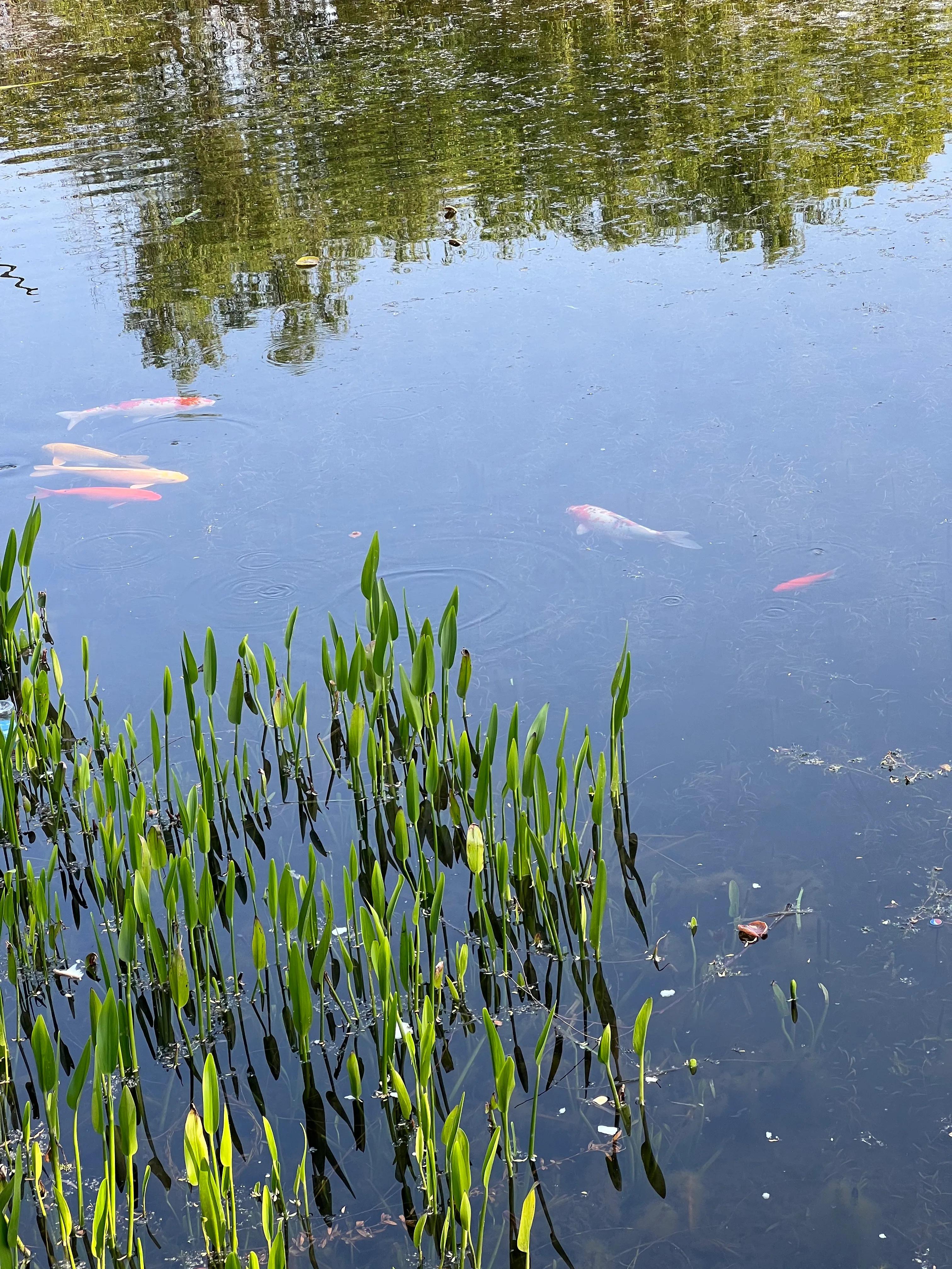 武汉园博园自然博物馆,武汉园博园门票