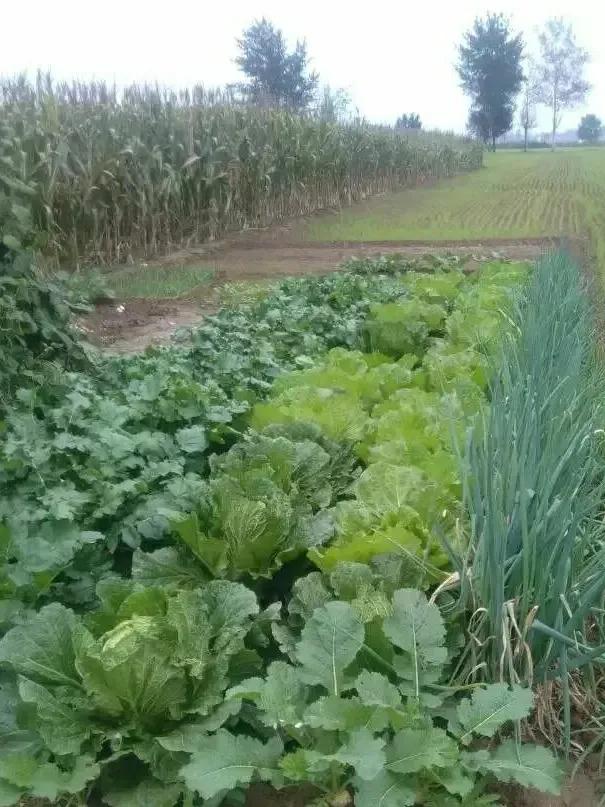 美味柴火鸡铁锅炖,美味柴火鸡汤