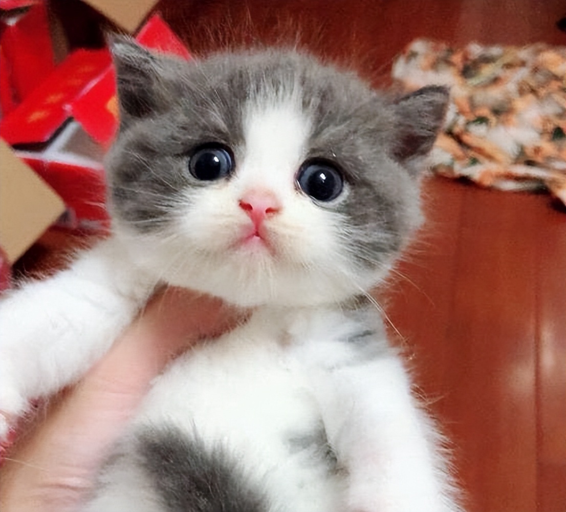 猫咪在成长期间会有哪些变化,猫咪一生性格变化