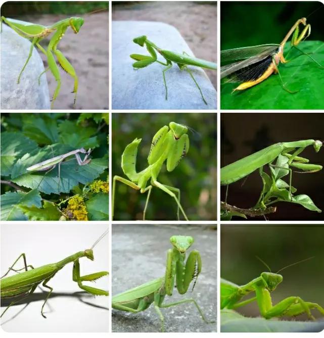 昆虫记螳螂的婚恋繁殖方式,昆虫记螳螂捕食概括100字左右