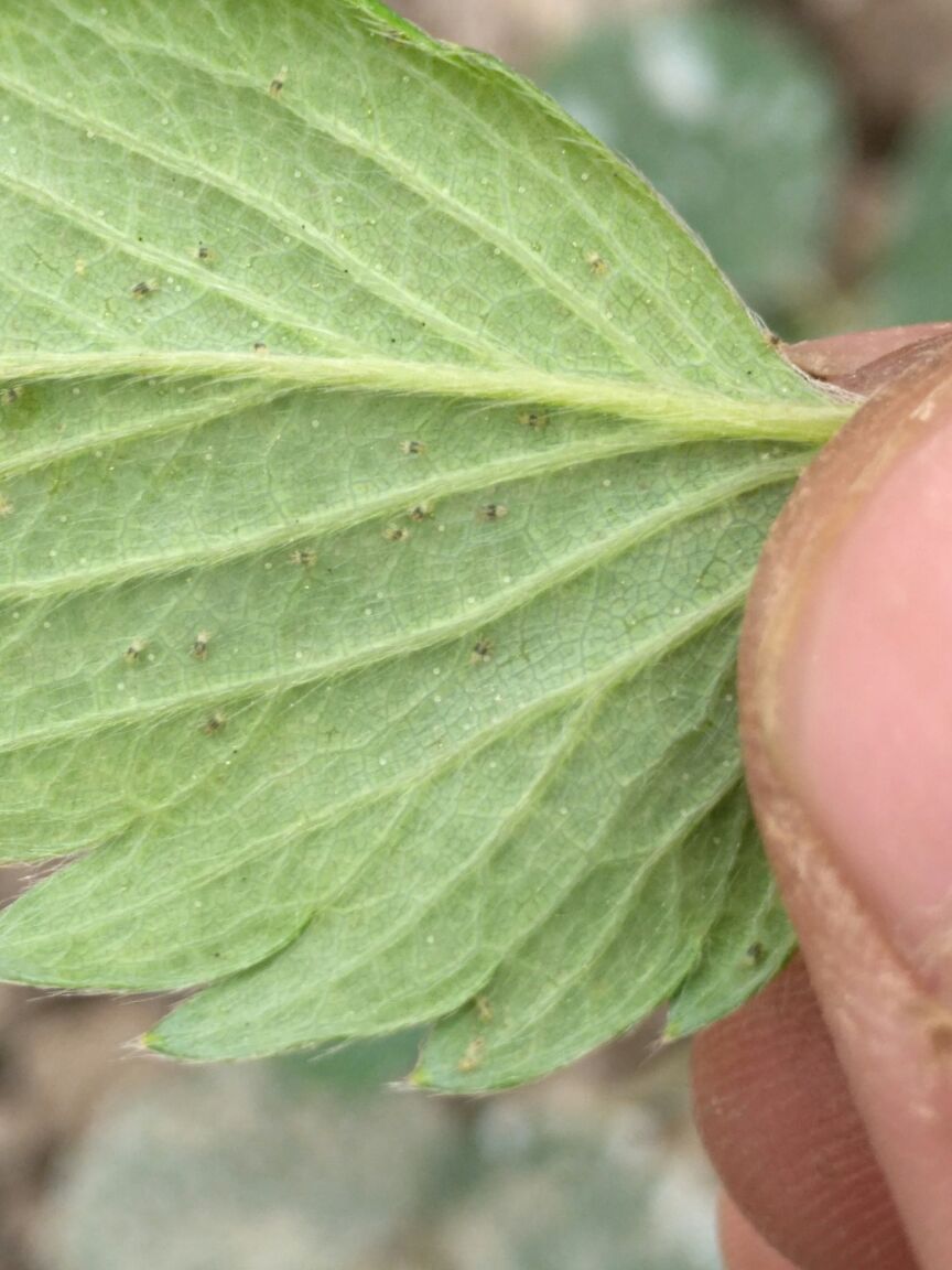 二斑叶螨的最佳治疗方法,二斑叶螨的防治及抗药性研究进展