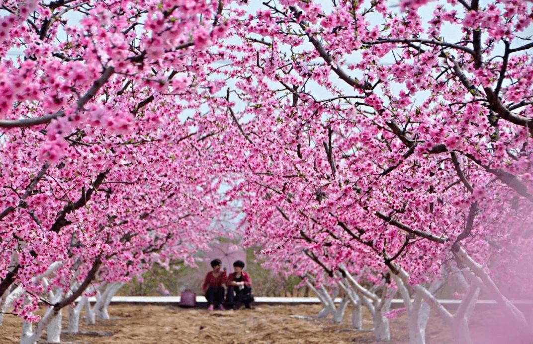 李西莉,李西莉个人资料