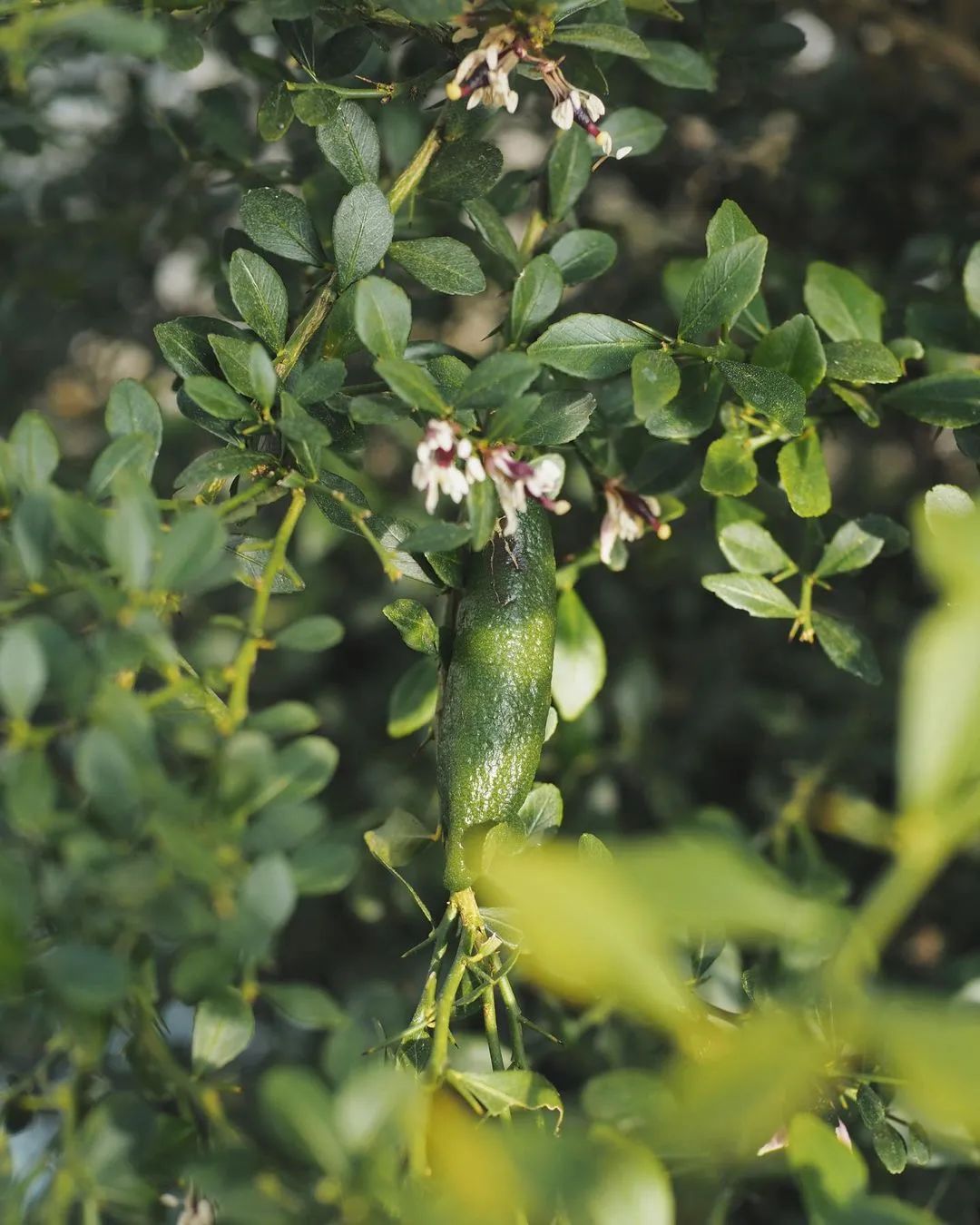 爱马仕水果做法,爱马仕水果礼盒自制