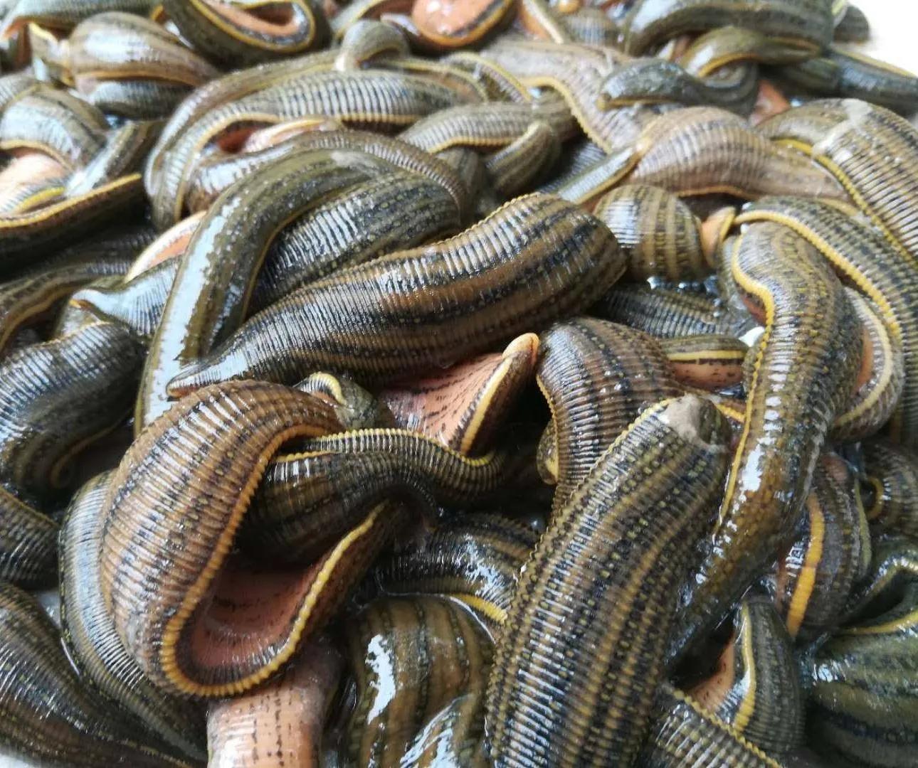 蚂蝗吸血鬼图片,雨林吸血鬼蚂蟥