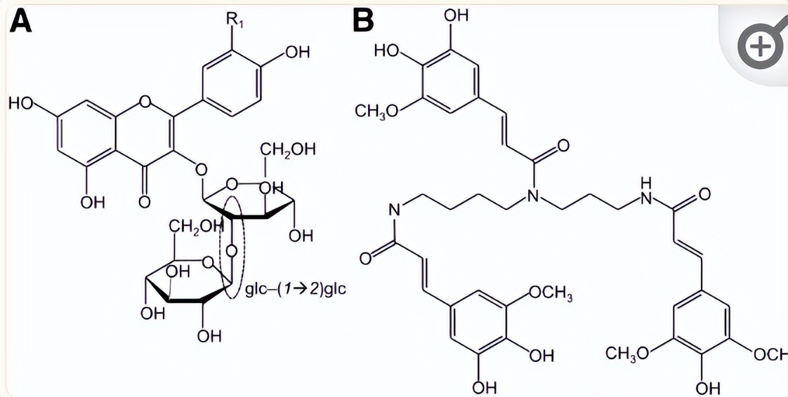 NPF2.8促进因子对拟南芥花粉表面黄酮醇糖苷积累作用的研究