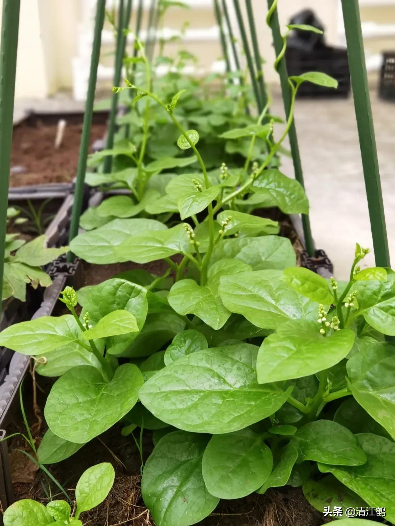 木耳菜的种子怎么脱毒,木耳菜是怎样催芽的