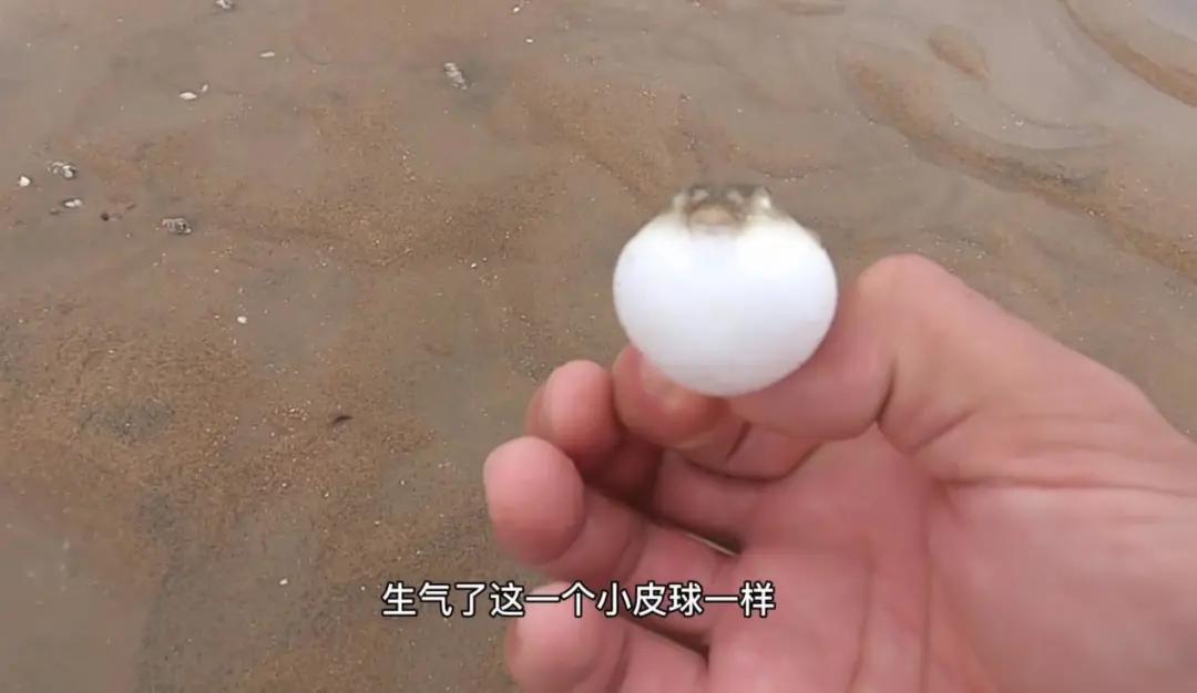 解压赶海撬鲍鱼,解压视频赶海挖东西