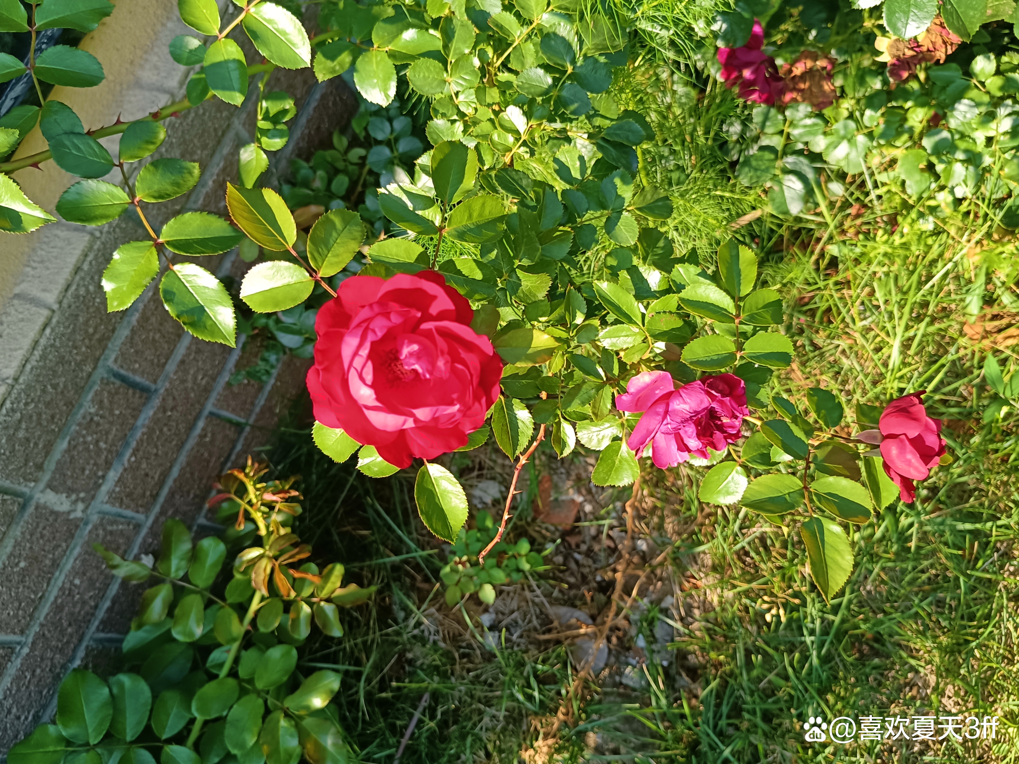 初秋时节鲜花盛开姹紫嫣红,花开初夏花香四溢