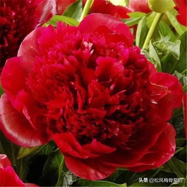 花儿朵朵开，香艳惹人爱，闻香觅花来，弄花香满衣