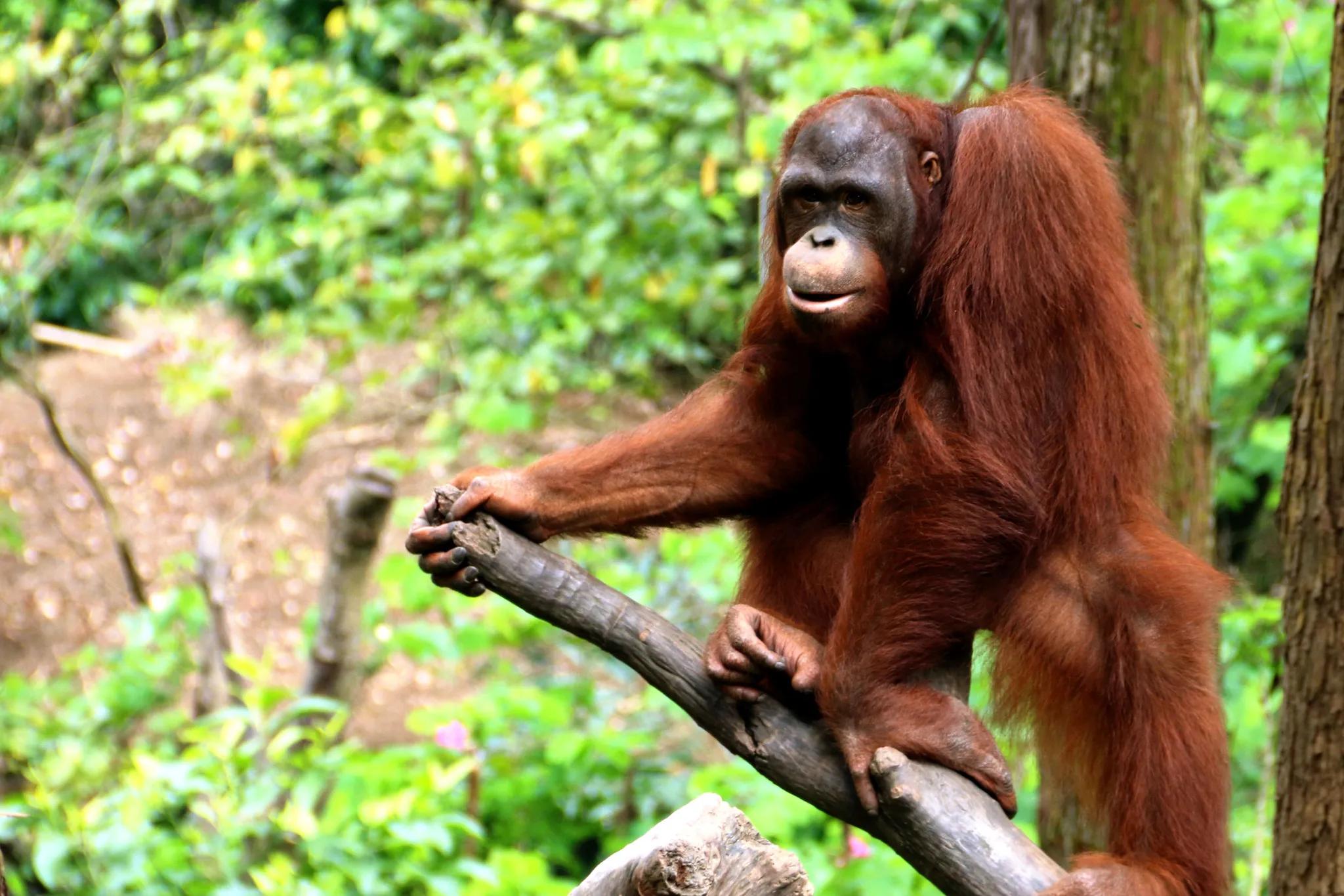 广州长隆野生动物园全部动物,广州长隆野生动物园所有动物介绍