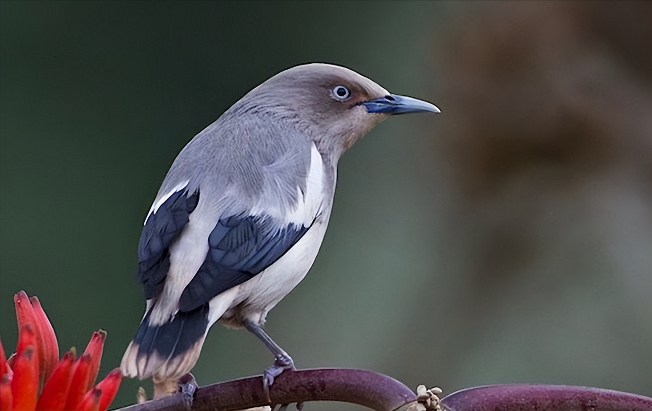 50张最佳鸟类摄影作品,鸟儿大全大图