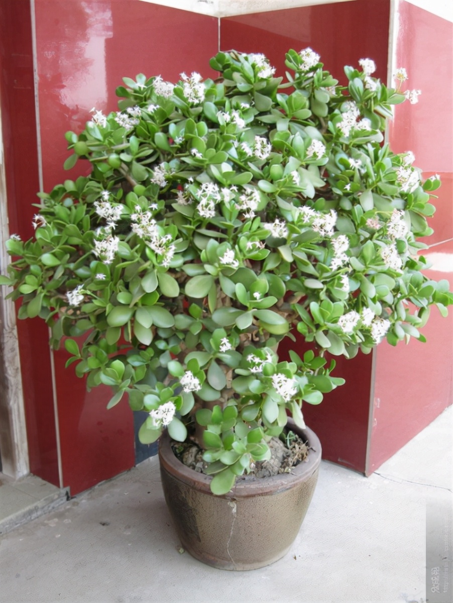 越养越吉利的三种花有哪些,家里养的吉利花有哪些