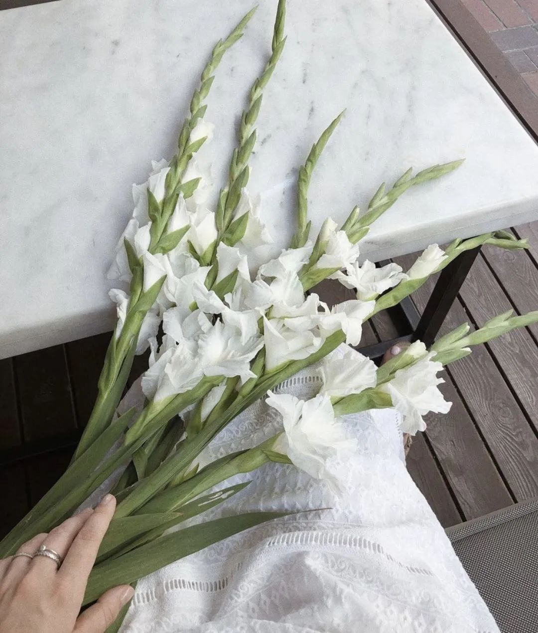 剑兰，锦绣山河，如花美剑｜花名册No.00179