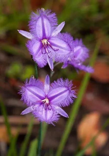 罕见漂亮的鲜花,全球最漂亮的鲜花