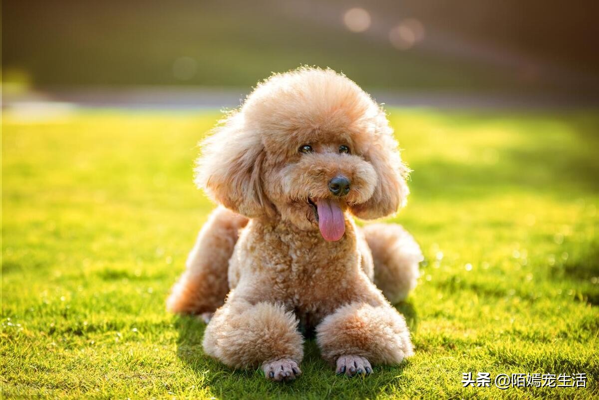 泰迪狗狗怎样训练,泰迪狗该怎么训练才能听话