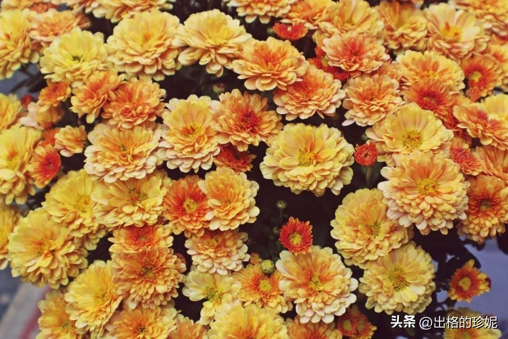 菊花的颜色的象征意义,不同颜色菊花的寓意和象征意义