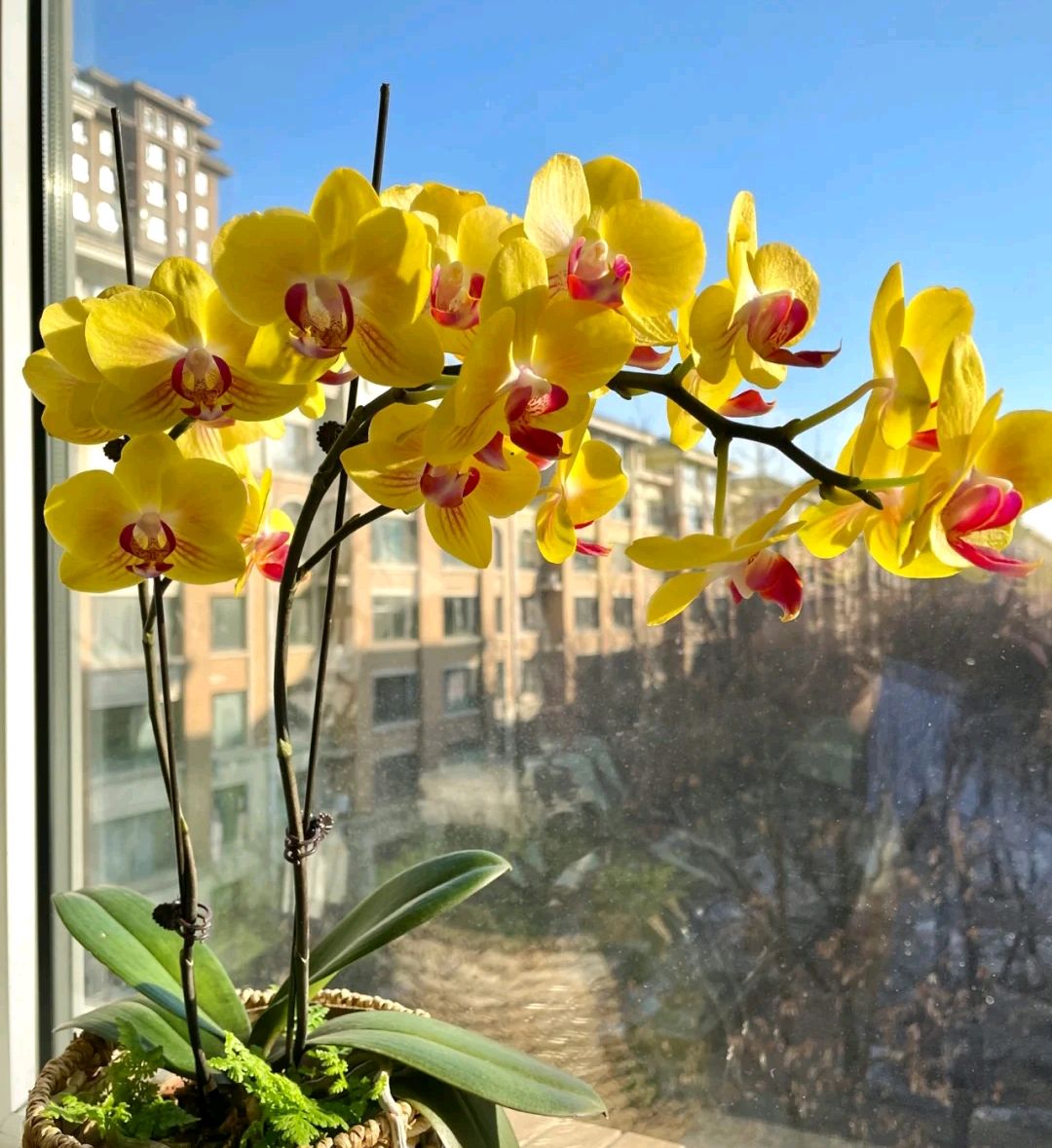 阳台上可以种什么蔬果,阳台上适合种的蔬果