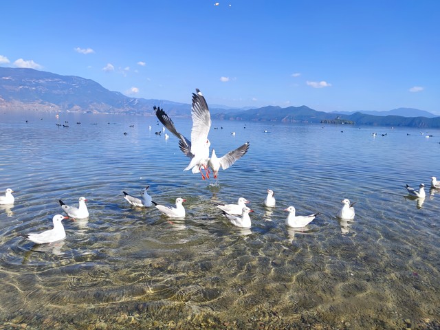 云南纯玩攻略及花费,云南旅游攻略保姆级