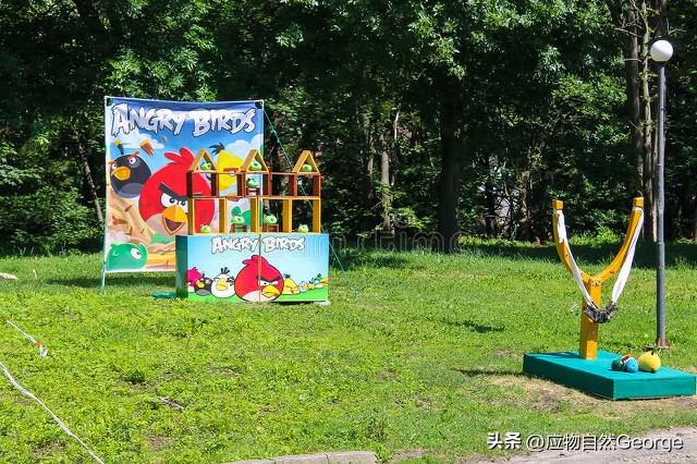 打鸟违法吗,打鸟是不是犯法了