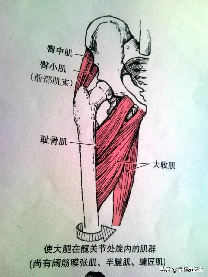 臀部到腿疼痛怎么回事,臀部到大腿筋疼怎么缓解