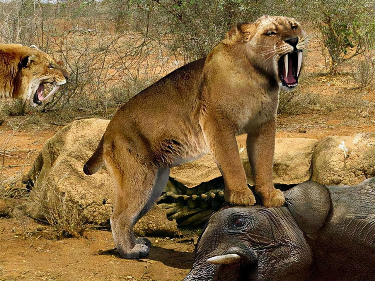 冰河时期最强的猫科秒杀东北虎,猫科霸主东北虎